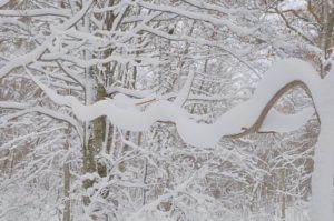 【12/26】大沼周辺の積雪状況