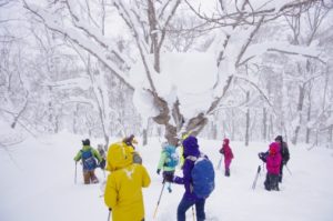 1月11日（土）【スキーハイクレンタル無料！】「スキーハイク試乗体験」