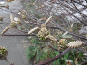 早ぐ咲げ、いっぺ咲ぐんだ