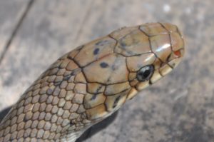 その日ばかりの命