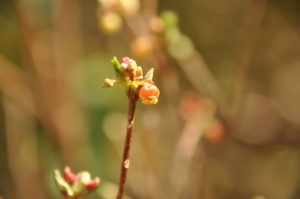 5月14日　雪解けの大沼一周②