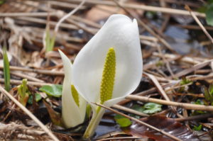 5月4日　雪解けの大沼一周