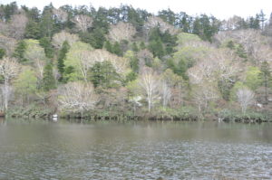 「新緑の長沼　キヌガサソウに逢おう」の下見に行ってきました。
