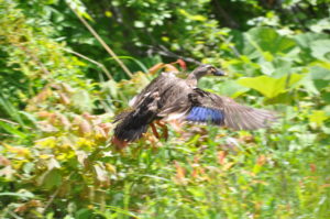 カルガモ父さん