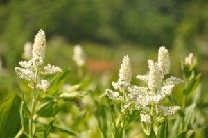 初夏の香りの大沼巡り