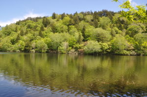 6月7日（日）「新緑の長沼　キヌガサソウに逢おう」を開催しました。