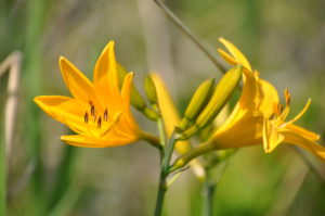 初夏の香りの大沼巡り②