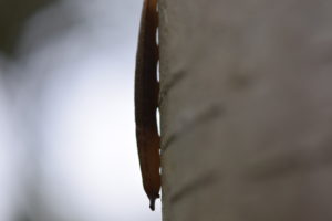 雨上がりのお散歩