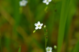 小さな小さなお姫様