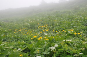 7月19日（日）「圧巻のニッコウキスゲ　裏岩手縦走路トレッキング」を開催しました。