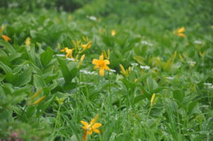 7月19日（日）開催　「圧巻のニッコウキスゲ　裏岩手縦走路トレッキング」の下見に行ってきました。
