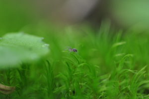 8月29日（土）開催「コケ・シダ・トンボの楽園でミクロの世界へ」の下見に行ってきました。