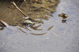 8月29日（土）「コケ・シダ・トンボの楽園でミクロの世界へ」を開催しました。