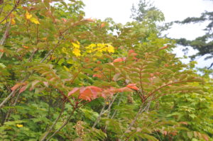 大沼紅葉情報