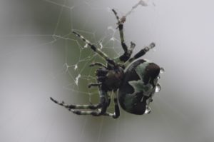 レアキャラ登場