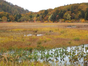 大谷地の草紅葉