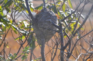 兵どもが夢の跡