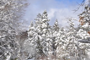 1月30・31日（土・日）開催「のんびりスキーハイキング＆湯治体験㏌銭川温泉」の下見（第一弾）に行ってきました。