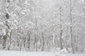 1月30・31日（土・日）開催「のんびりスキーハイキング＆湯治体験㏌銭川温泉」の下見（第二弾）にいってきました。