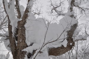 1月10日（日）「パウダースノーのブナ林を歩く・　山毛森の主に逢いに行こう」を開催しました。