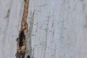 1月27・28日地衣類研修会を行いました。