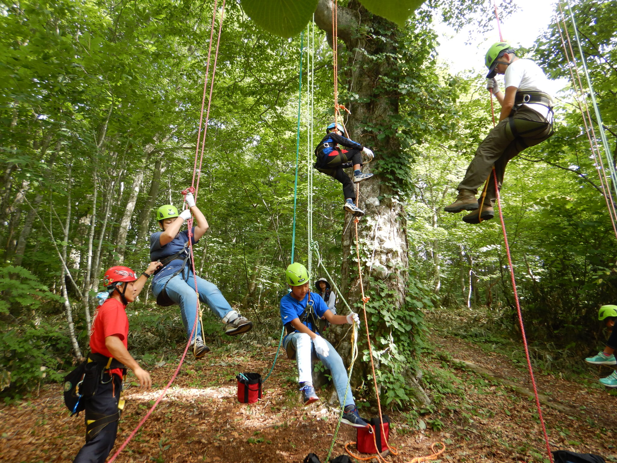 【08/11：①③定員②残1名④⑤残3名】体験プログラム⑤「おっきなブナの木に登ろう！ツリークライミング®体験」≪難易度：★★☆☆☆≫