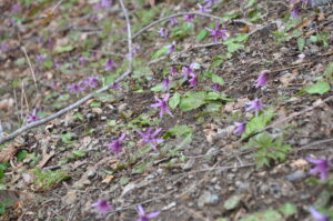４月29日（木）「カタクリ満開　春の妖精たちを探そう」を開催しました。
