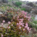 【登山経験者／健脚者対象】6月13日（土）「秋田焼山トレッキング」