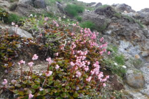 【登山経験者／健脚者対象】6月13日（土）「秋田焼山トレッキング」