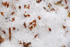 ダケカンバード