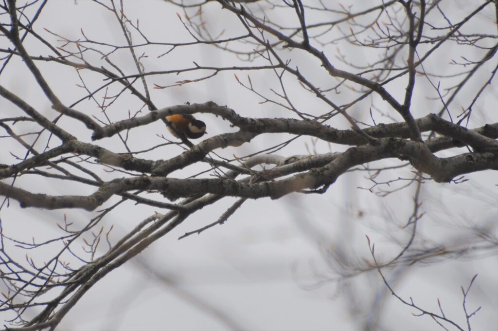 5月9日 日 大沼野鳥観察会 を開催しました 八幡平ビジターセンター Hachimantai Visitor Center