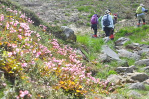 6月20日（日）「満開のイワカガミ群落　ぐるっと焼山トレッキング」を開催しました。