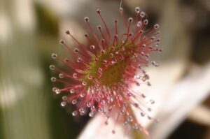 ねばねば　きらきら