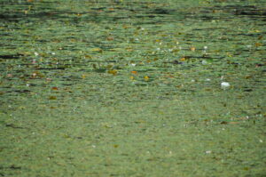 カイツブリを探せ！