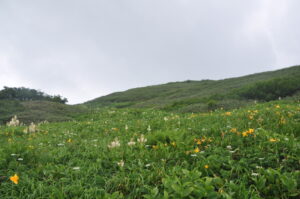 7月25日（日）開催　「圧巻のニッコウキスゲ　裏岩手縦走路トレッキング」の下見に行ってきました。