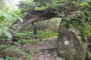 8月28日（土）開催「コケ・シダ・トンボの楽園でミクロの世界へ」の下見に行ってきました。