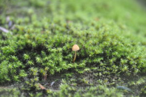 8月28日（土）「コケ・シダ・トンボの楽園でミクロの世界へ」を開催しました。