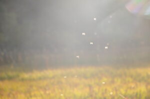 ゆらゆら・きらきら