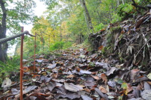 10月24日（日）開催「秋の里山観察会　志張ふれあい散策路を歩こう」の下見に行ってきました。