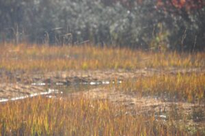 ふわり・キラリ