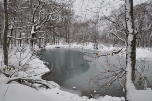 12月25日（土）開催「ビジターセンター裏山探検」の下見に行ってきました。