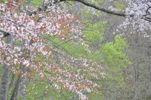 4月29日（金）「カタクリ満開　春の妖精たちを探そう」を開催しました。