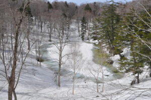 4月24日（日）「早春スノーシュー　ヒミツの巨木と沼巡り」を開催しました。