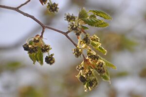 今年の実りは？