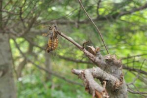 セミファイナル