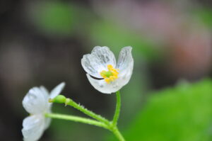 雨に透かされて