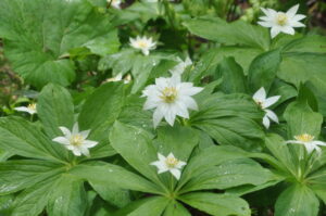 ６月11日（土）「新緑の長沼　キヌガサソウに逢おう」を開催しました。