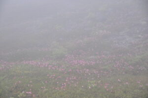 6月25日（土）開催「満開のイワカガミ群！　ぐるっと焼山トレッキング」の下見に行ってきました。