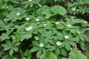 ６月11日開催「新緑の長沼　キヌガサソウに逢おう」の下見に行ってきました。