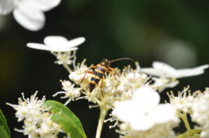 ７月３１日（日）「八幡平で昆虫探検」を開催しました。